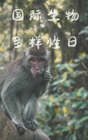 国际生物多样性日