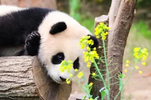 自定义H5