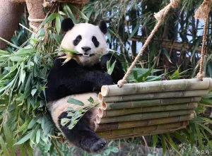 专题